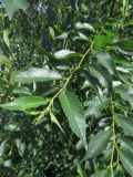 Ulmus pumila. Побеги (видна верхняя сторона листьев). Хакасия, Ширинский р-н, окр. с. Ефремкино, возле дороги. 06.08.2026.