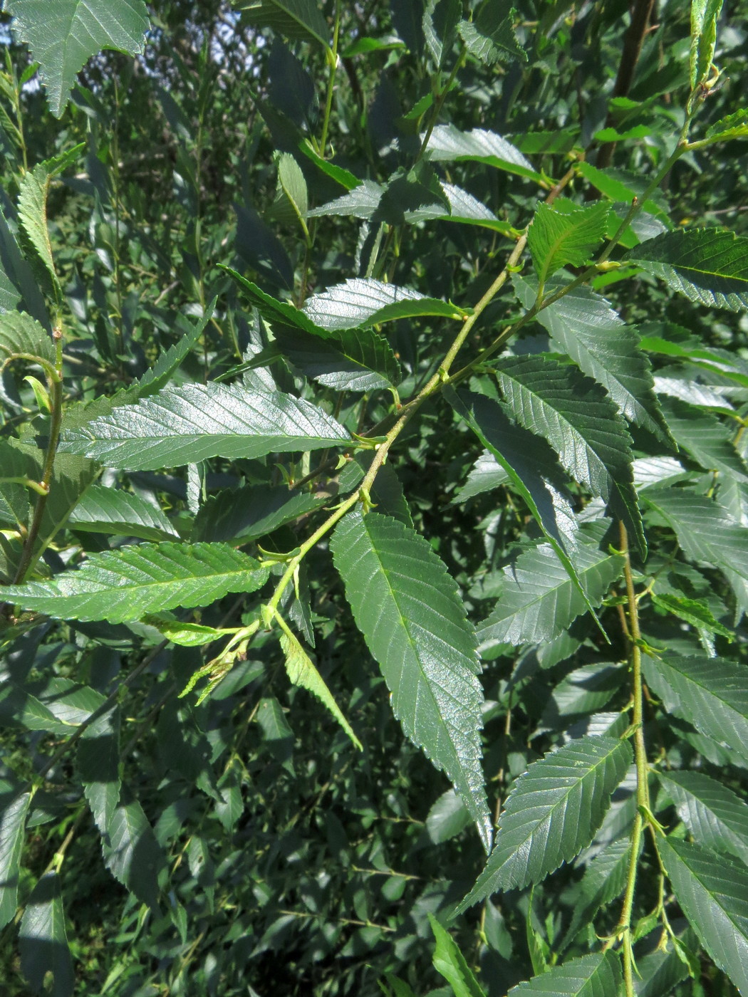 Image of Ulmus pumila specimen.