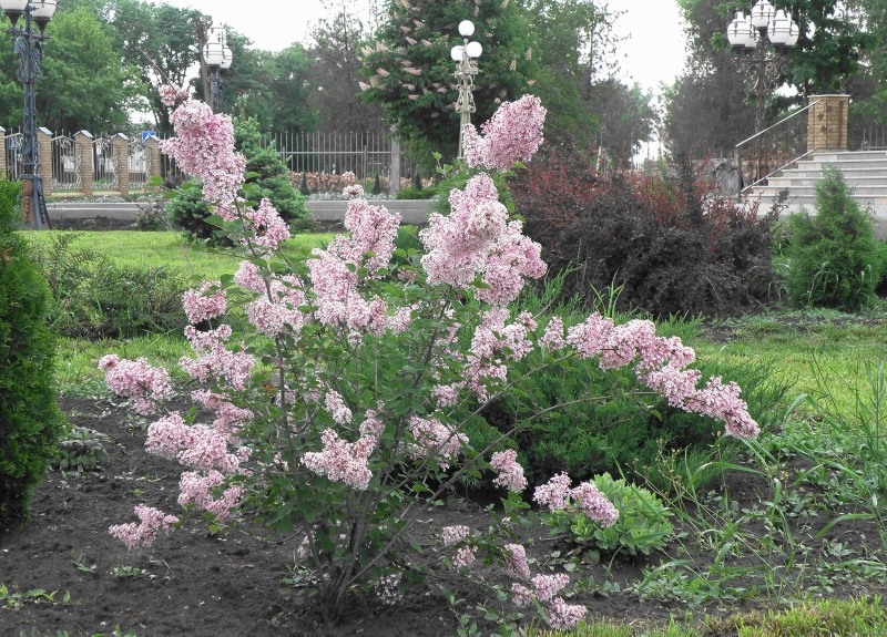 Изображение особи Syringa meyeri.