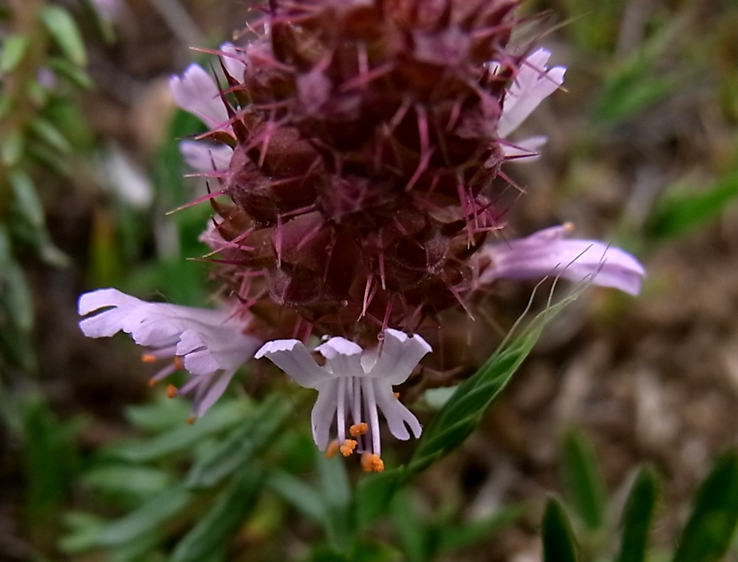 Изображение особи Coris monspeliensis.