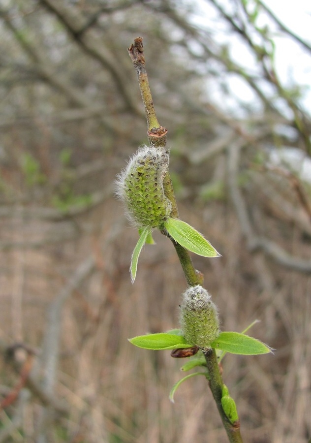 Image of Salix myrsinifolia specimen.