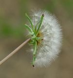 Taraxacum promontoriorum. Соплодие. Казахстан, Кызылординская обл., долина р. Сырдарья, у шоссе. 26.04.2011.