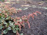 Persicaria lapathifolia