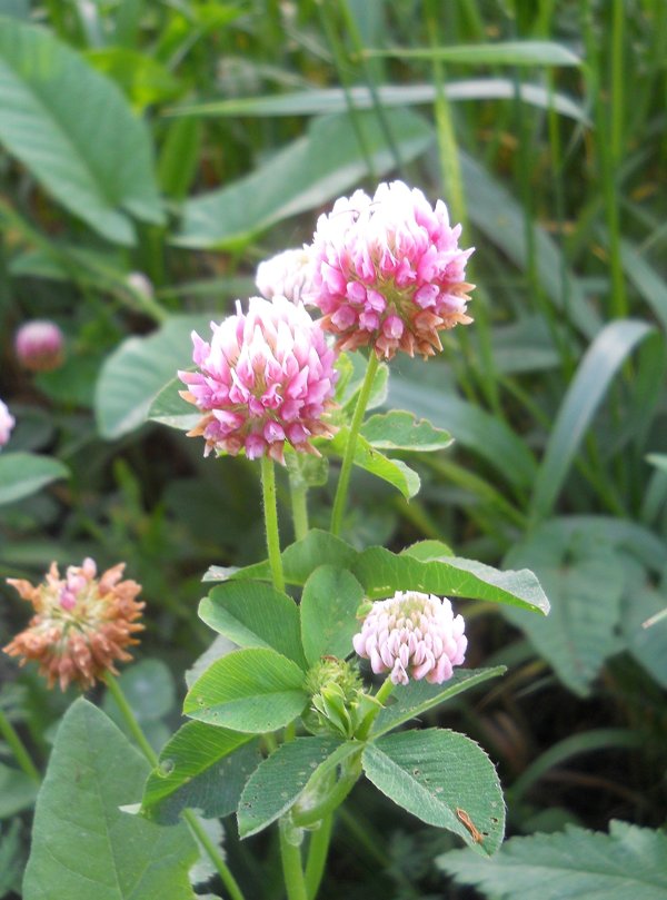 Изображение особи Trifolium hybridum.