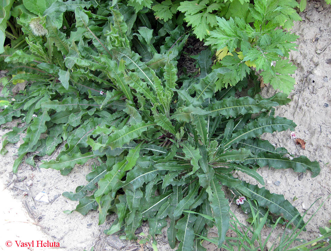 Image of Picris hieracioides specimen.