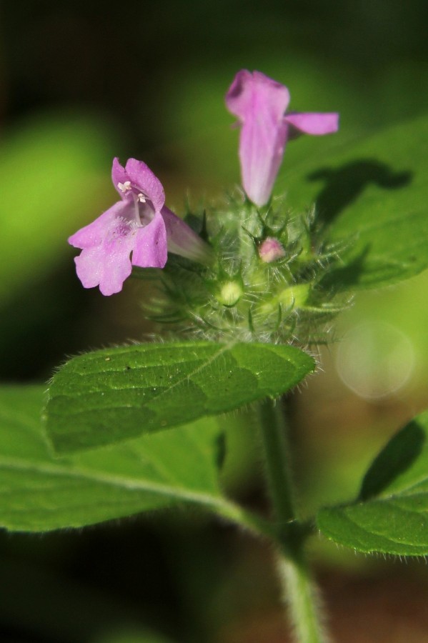 Image of Clinopodium vulgare specimen.