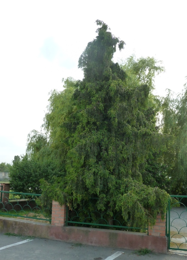 Изображение особи Thuja plicata.