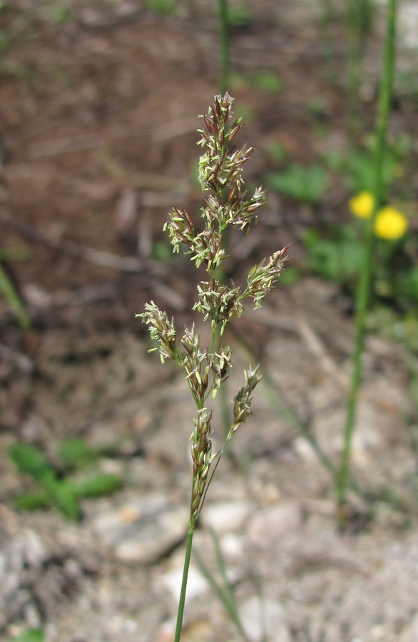 Изображение особи Agrostis stolonifera.