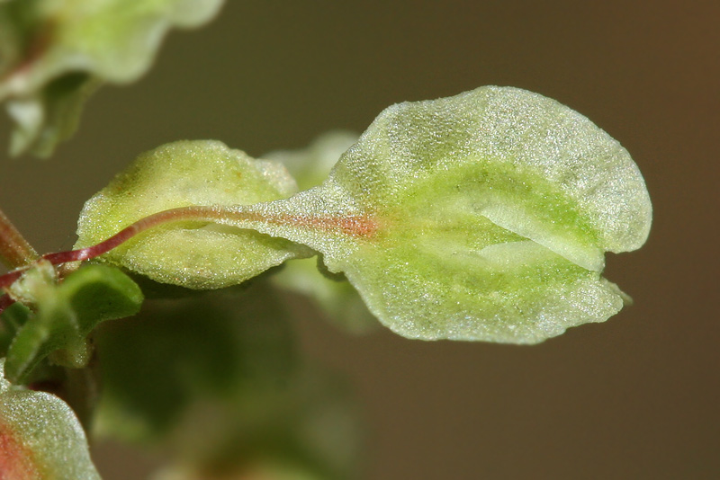 Image of Fallopia dumetorum specimen.