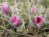 Pulsatilla turczaninovii