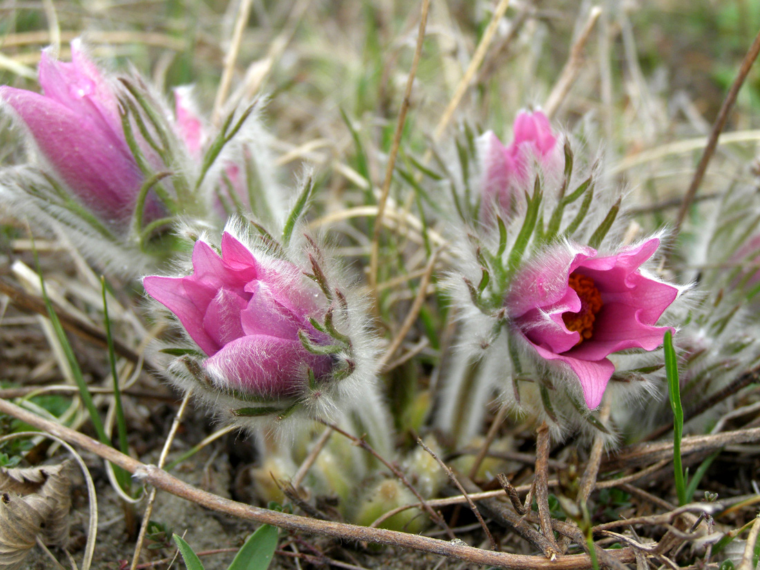 Изображение особи Pulsatilla turczaninovii.