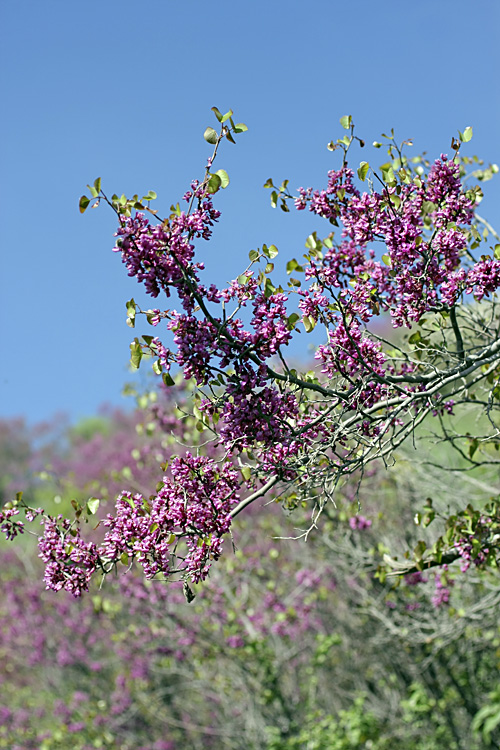 Image of Cercis griffithii specimen.