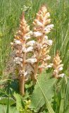 Orobanche alba