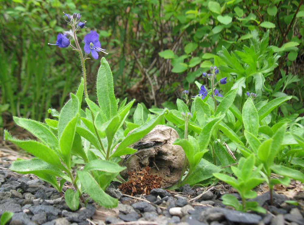 Изображение особи Veronica grandiflora.