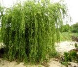 Salix babylonica