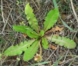 Taraxacum karatavicum. Плодоносящее растение. Казахстан, Кызылординская обл., Жанакорганский р-н, каратавская куэста, долина р. Бесарык. 29.04.2011.