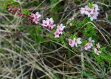 Cerasus tianshanica