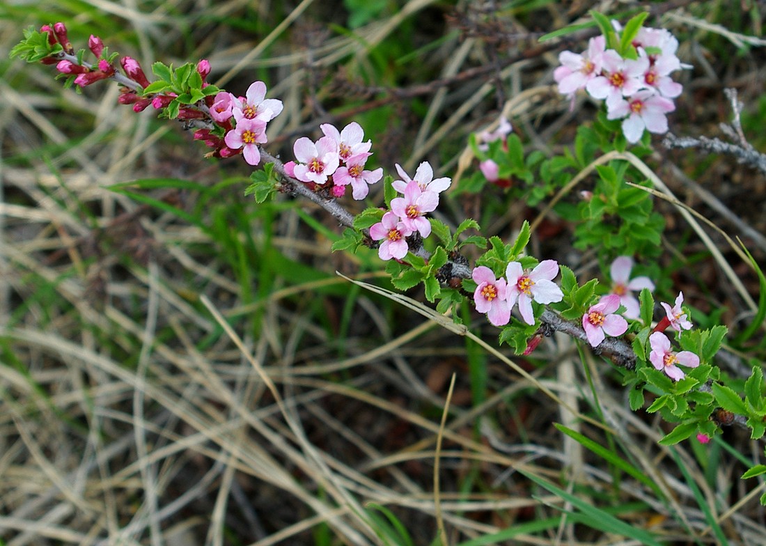 Image of Cerasus tianshanica specimen.