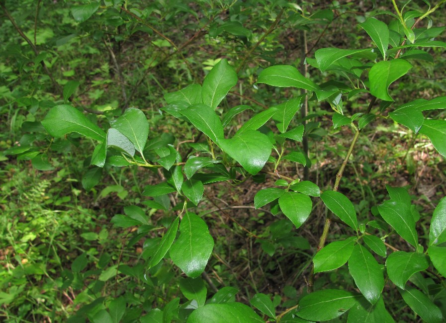 Изображение особи Salix × livescens.