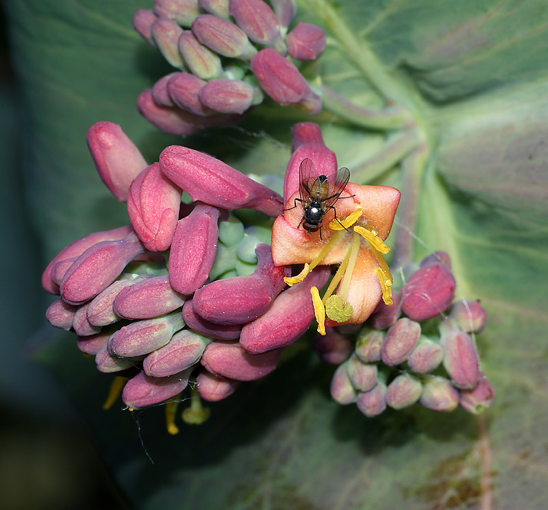 Изображение особи Lonicera caprifolium.