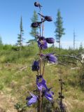 Delphinium crassifolium