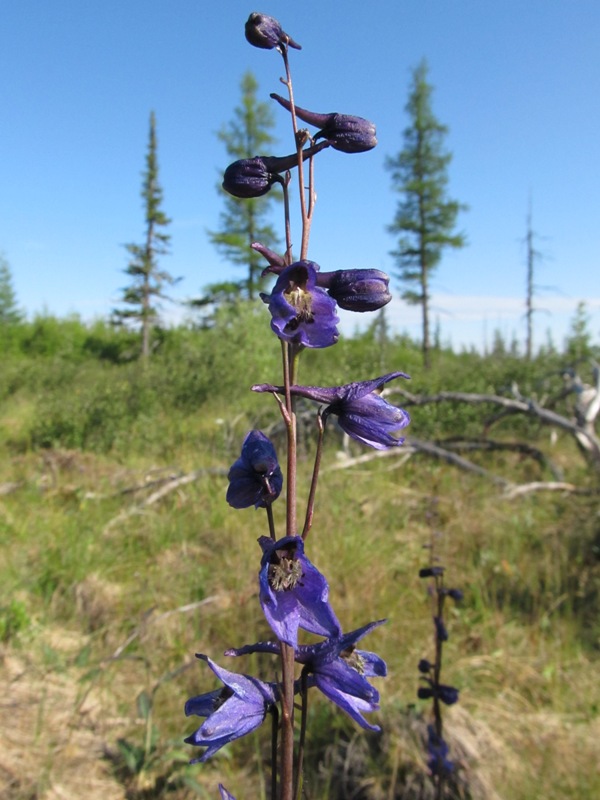 Изображение особи Delphinium crassifolium.