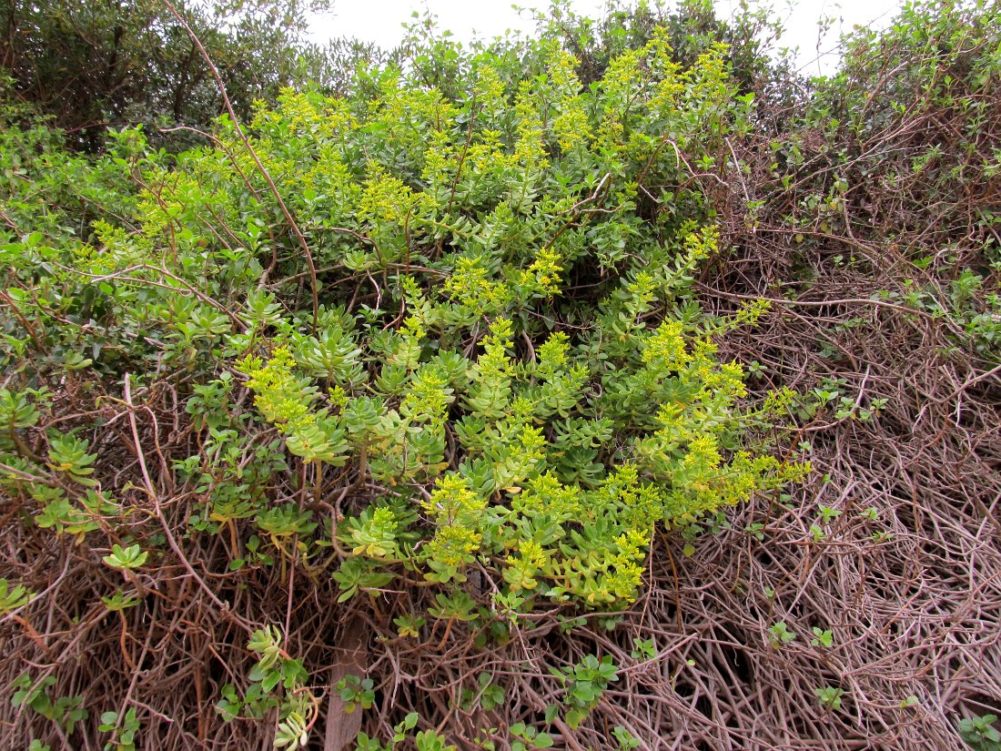 Image of Sedum praealtum specimen.