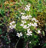 Minuartia arctica