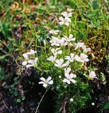 Minuartia arctica. Цветущее растение. Забайкалье, хребет Кодар. Июль 2005 г.