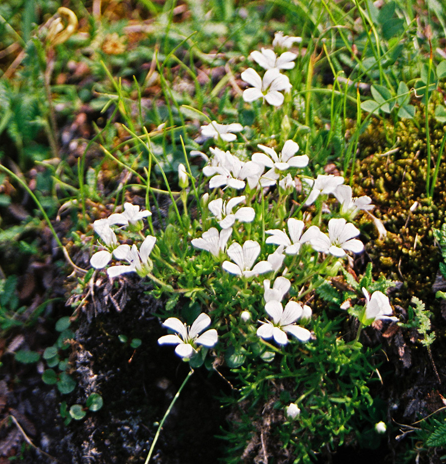 Image of Minuartia arctica specimen.