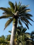 Jubaea chilensis