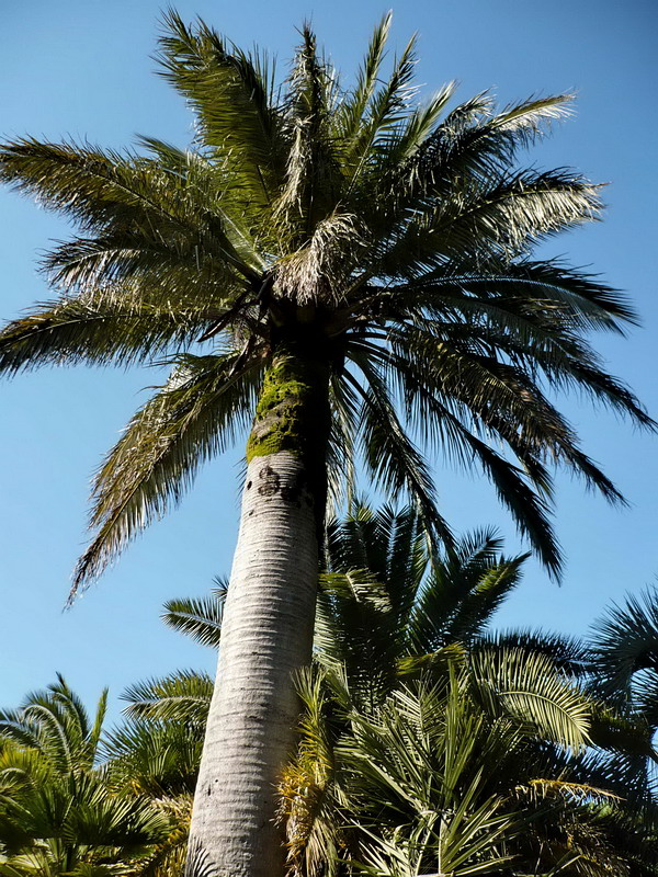 Image of Jubaea chilensis specimen.