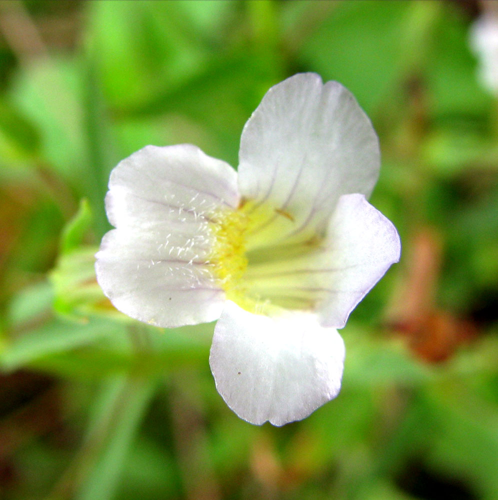 Изображение особи Gratiola officinalis.