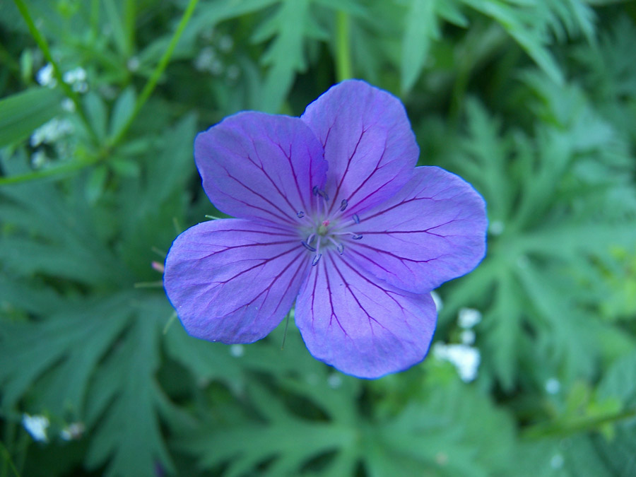 Изображение особи Geranium collinum.