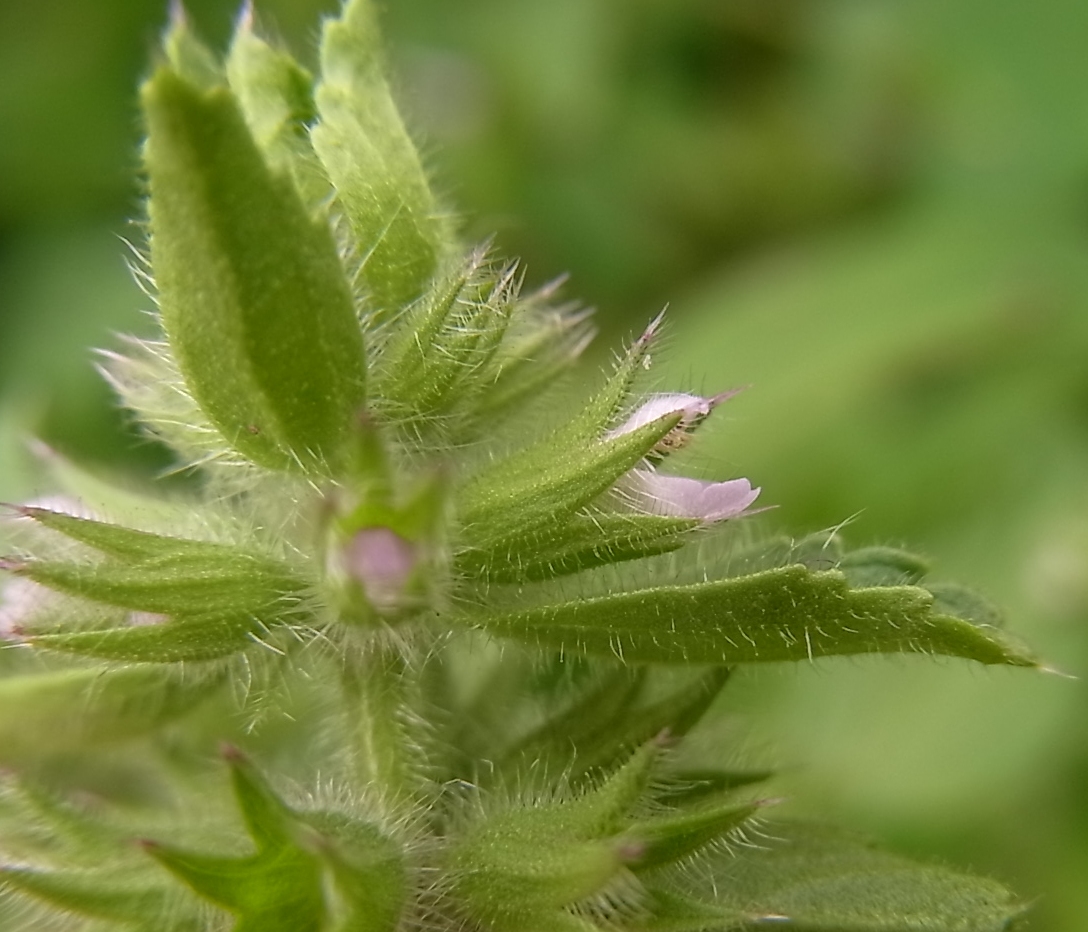 Изображение особи Stachys arvensis.