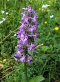 Dactylorhiza majalis. Соцветие. Украина, Ивано-Франковская обл., Надворнянский р-н, севернее с. Быстрица, болото. 18 июня 2011 г.