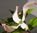 Cynoxylon florida. Соцветие. Германия, г. Кемпен, в культуре. 07.05.2012.