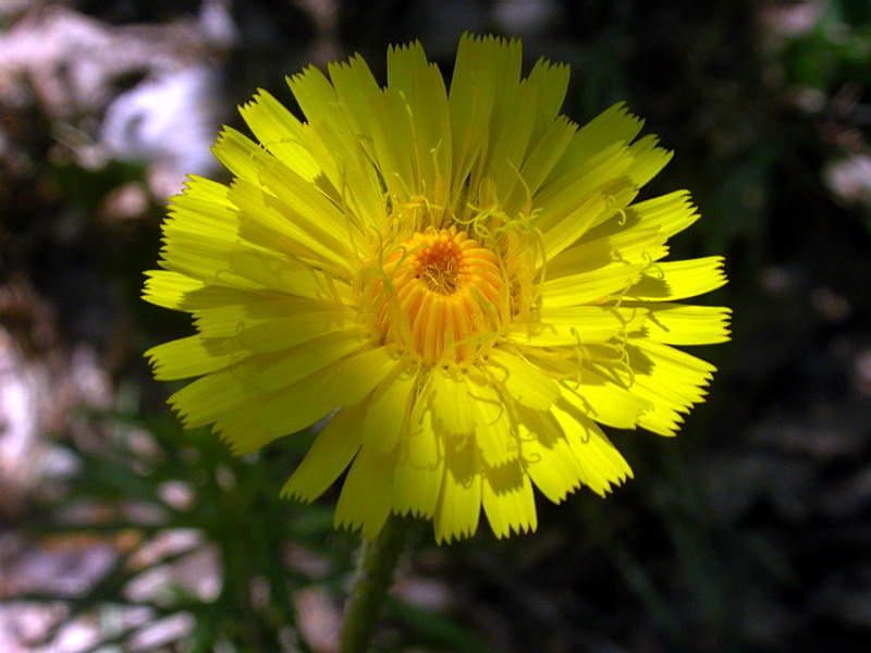 Image of Trommsdorffia maculata specimen.