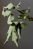 Cynoxylon kousa