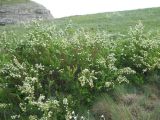 Spiraea hypericifolia. Цветущие растения. Крым, гора Северная Демерджи. 2 июня 2012 г.