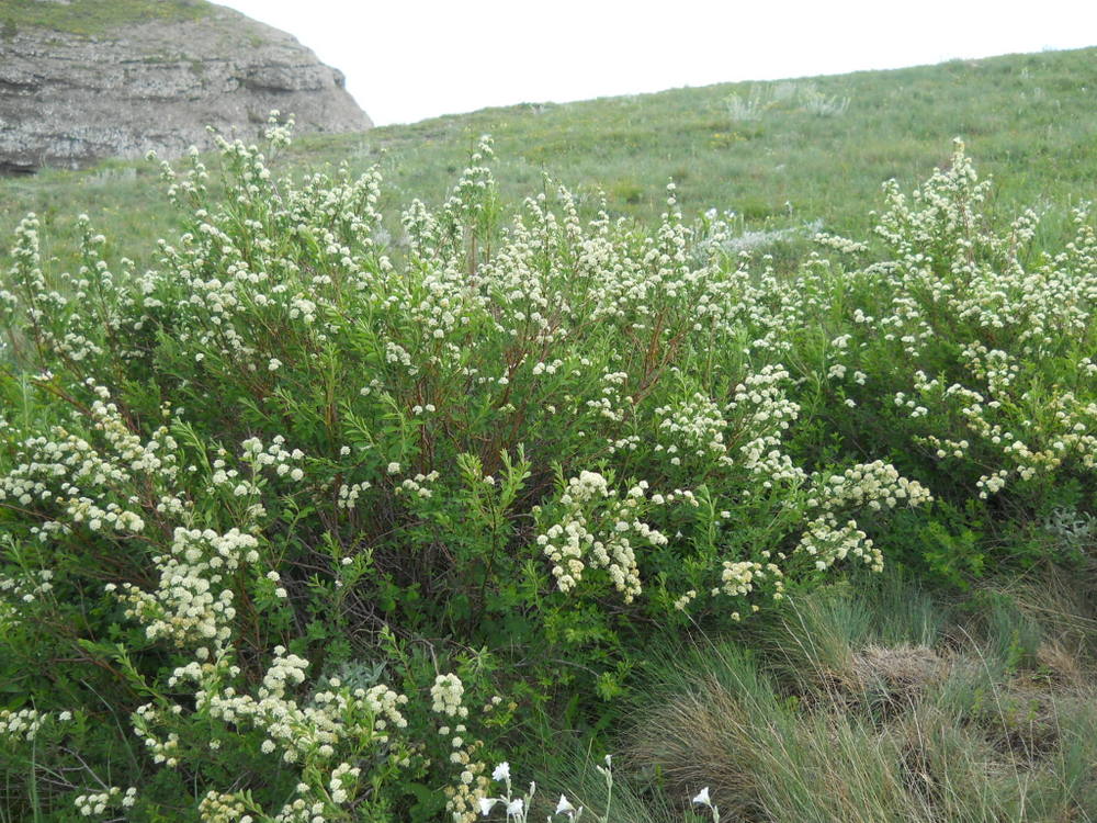 Image of Spiraea hypericifolia specimen.