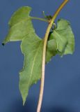 Fallopia aubertii