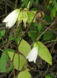 Campanula punctata. Часть стебля с цветками. Приморье, Дальнегорск. 05.09.2006.