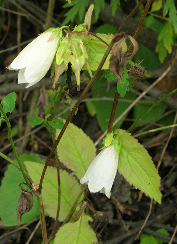 Image of Campanula punctata specimen.
