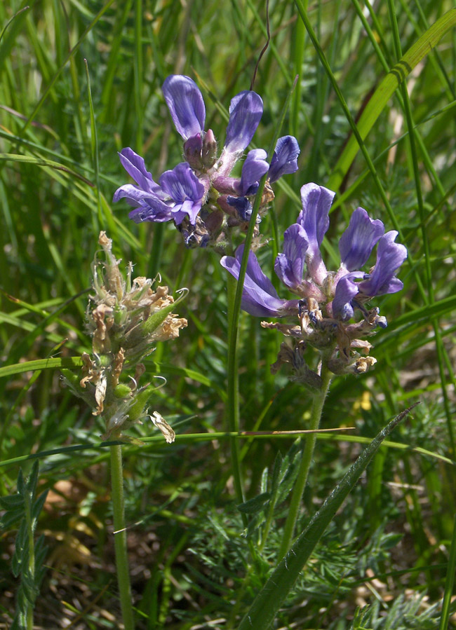 Изображение особи Oxytropis lazica.