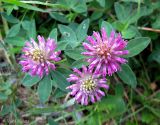 Trifolium medium