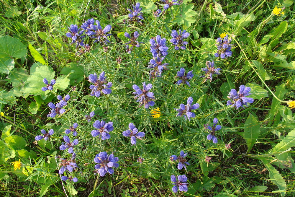 Image of Dracocephalum ruyschiana specimen.