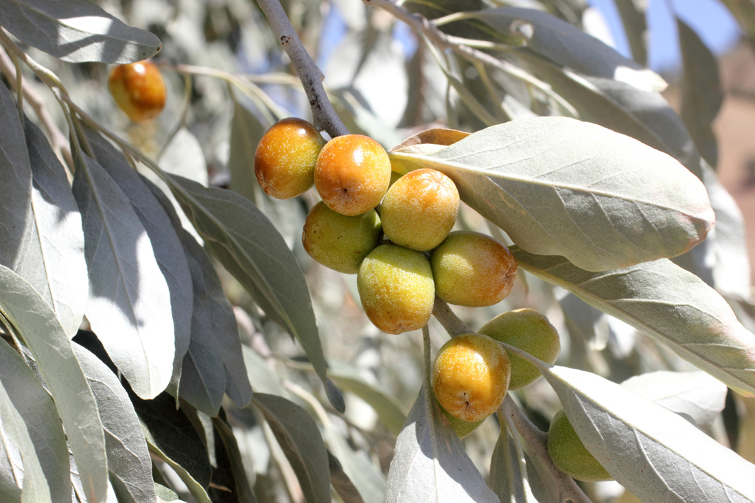 Изображение особи Elaeagnus angustifolia.