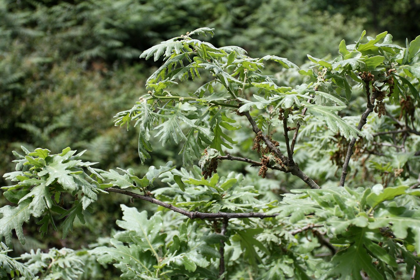 Изображение особи Quercus pyrenaica.