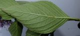 Hydrangea macrophylla